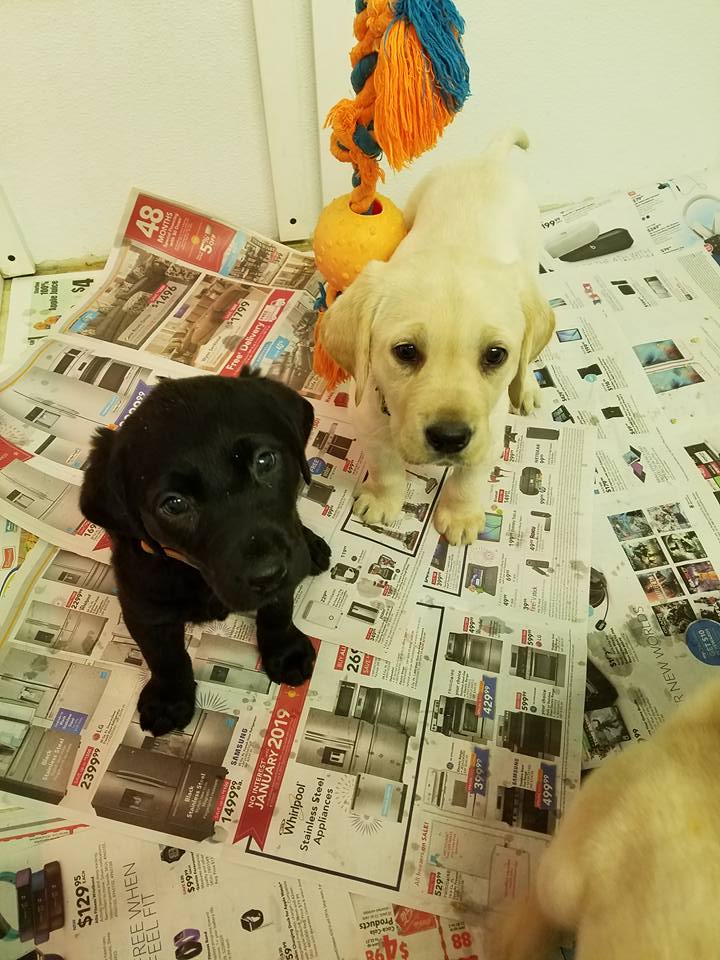 Field of Dreams Kennels, Country Home Bed & Biscuit, Black Creek, WI